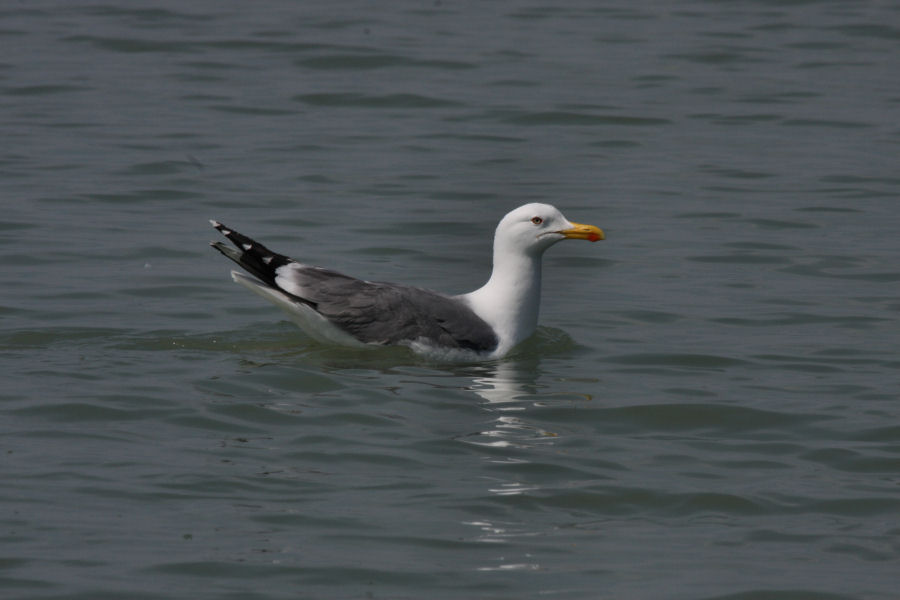 gita nel delta del Po
